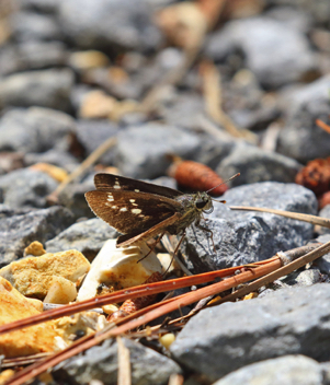 Reversed Roadside-Skipper